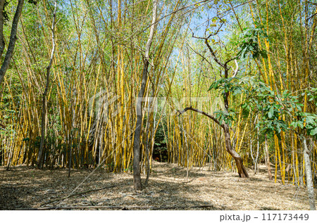 Clumps of bamboos in a forest Clumps of bamboos in a forest 117173449