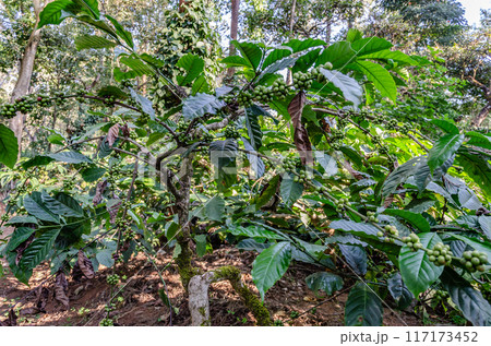 Coffee beans on a plant Coffee beans on a plant 117173452