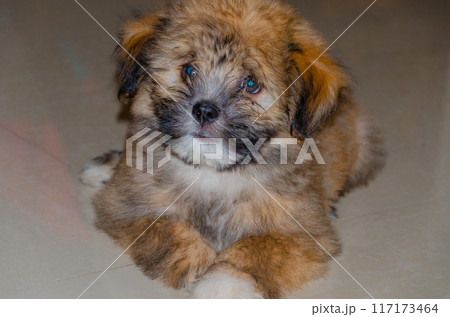 Cute fluppy Tibetan Lhasa puppy 117173464