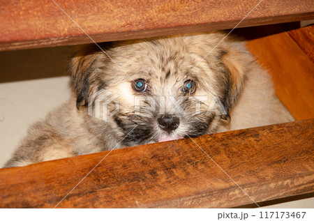 Cute fluppy Tibetan Lhasa puppy 117173467