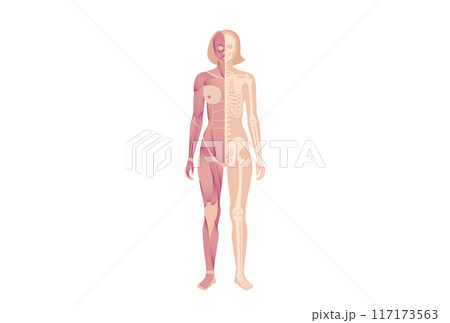 Skeleton with muscles 117173563