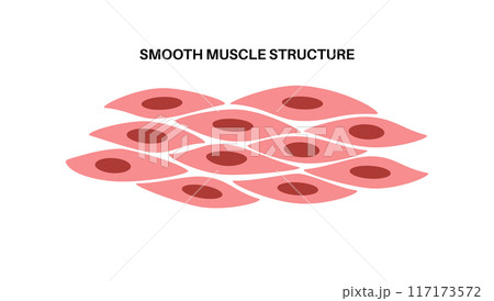 Smooth muscle tissue Smooth muscle tissue 117173572