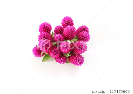 白背景のセンニチコウの花束 白背景のセンニチコウの花束 117173600