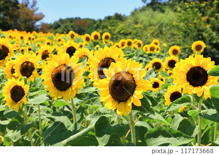 【香川県】夏の国営讃岐まんのう公園(ひまわり畑) 【香川県】夏の国営讃岐まんのう公園(ひまわり畑) 117173668