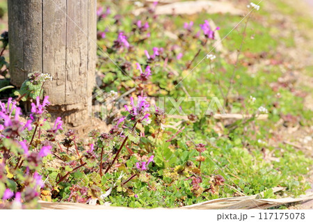 ホトケノザの花 ホトケノザの花 117175078