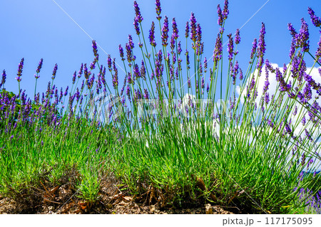 青空とラベンダー 117175095