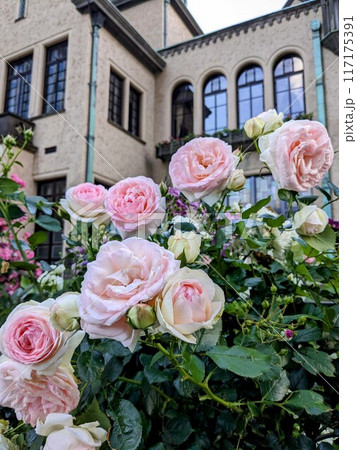 美しいバラが咲き誇る赤坂プリンスクラシックハウスの洋館 117175391
