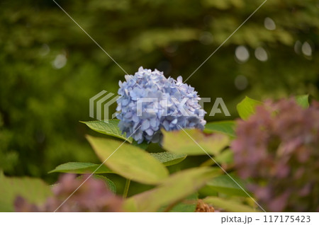 青い紫陽花 青い紫陽花 117175423