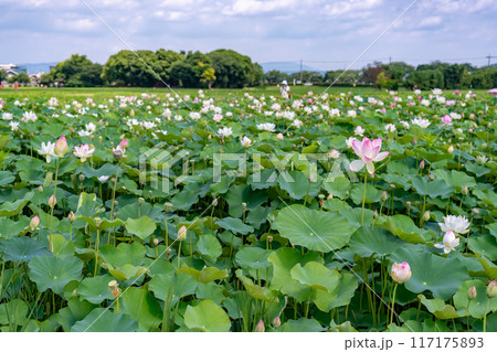 奈良県橿原市　盛夏の藤原宮跡に咲く蓮の花 117175893