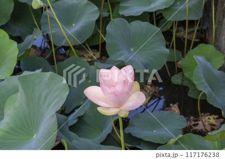 東本願寺の堀に咲く蓮の花 東本願寺の堀に咲く蓮の花 117176238