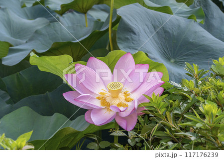東本願寺の堀に咲く蓮の花 東本願寺の堀に咲く蓮の花 117176239