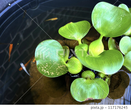 メダカとホテイ草 117176245