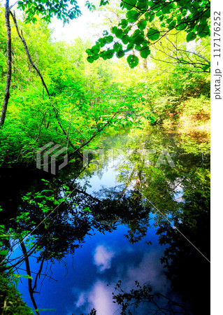 湧水と新緑(縦) 湧水と新緑(縦) 117176252