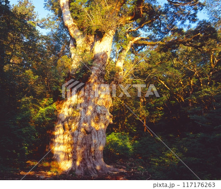 OPA-FX0176、FX0177 「世界自然遺産」屋久島、朝日を浴びる縄文杉/太古の木漏れ日「国指 OPA-FX0176、FX0177 「世界自然遺産」屋久島、朝日を浴びる縄文杉/太古の木漏れ日「国指 117176263