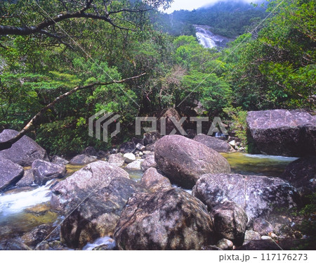 「世界自然遺産」屋久島、蛇之口の滝（へびのくちのたき）の滝口付近の渓谷と原生林のジャングル 117176273