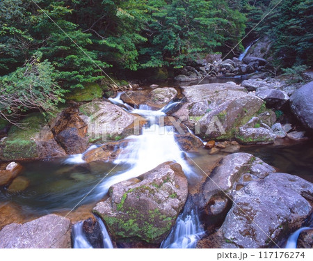 「世界自然遺産」屋久島、白谷雲水峡「水源の森百選」（原生林の熱帯ジャングルと渓谷） 117176274