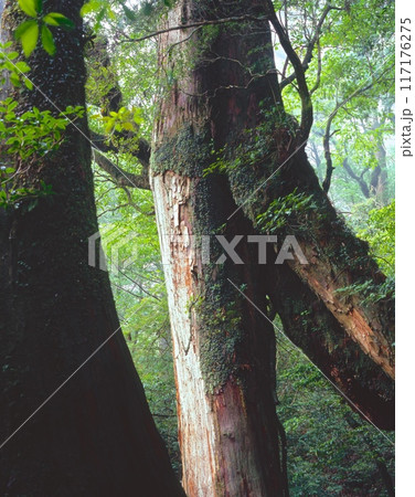 「世界自然遺産」屋久島、屋久杉ランドのくぐり杉/「屋久島国立公園」 117176275