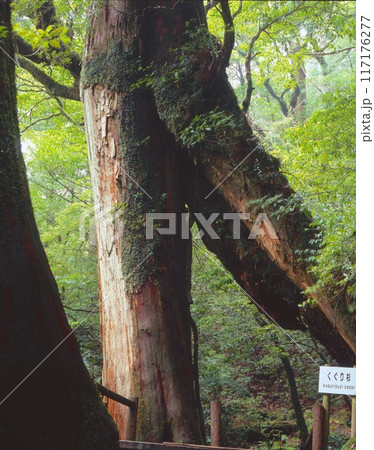 「世界自然遺産」屋久島、屋久杉ランドのくぐり杉/「屋久島国立公園」 「世界自然遺産」屋久島、屋久杉ランドのくぐり杉/「屋久島国立公園」 117176277