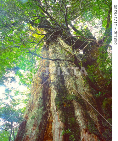 「世界自然遺産」屋久島、紀元杉/「屋久島国立公園」 推定樹齢3000年、樹高19.5m、幹周り8.1 117176280