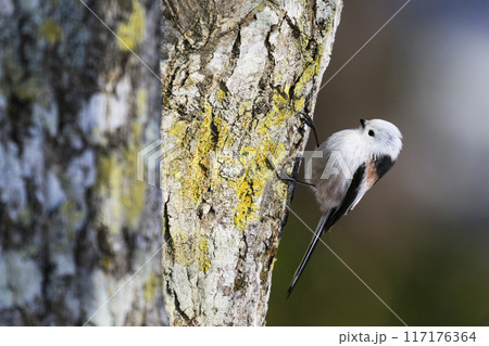 シマエナガ シマエナガ 117176364