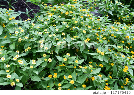 メランポディウム 117176410