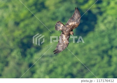 グリーンバックに獲物を探して悠然と旋回する繁殖期のイヌワシ成鳥 グリーンバックに獲物を探して悠然と旋回する繁殖期のイヌワシ成鳥 117176412