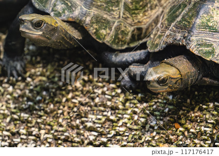 ニホンイシガメ2匹の顔のアップ 117176417