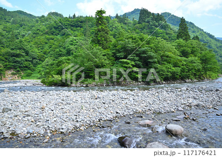 新緑の森林を流れる清津川 初夏の風景 新潟県十日町市 新緑の森林を流れる清津川 初夏の風景 新潟県十日町市 117176421