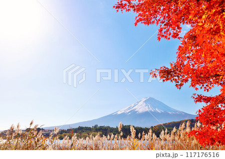 秋の紅葉とススキ　そして富士山 117176516