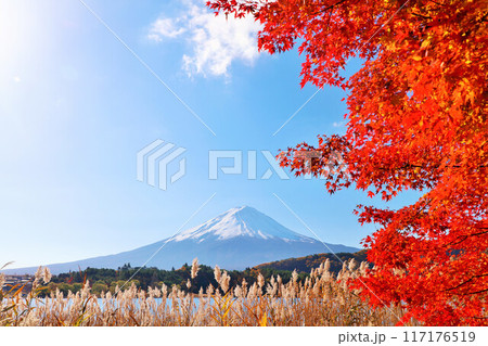 秋の紅葉とススキ そして富士山 秋の紅葉とススキ そして富士山 117176519