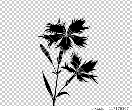 撫子の白黒イラスト（白抜きあり） 117176567