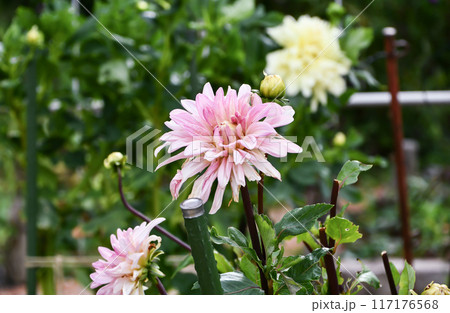 ダリア「浮気心」 117176568