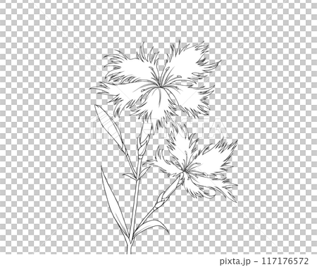 Realistic line drawing of a dianthus Realistic line drawing of a dianthus 117176572