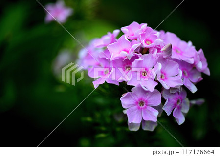 キキョウナデシコ フロックス・ドラモンディ ピンク色の花 キキョウナデシコ フロックス・ドラモンディ ピンク色の花 117176664