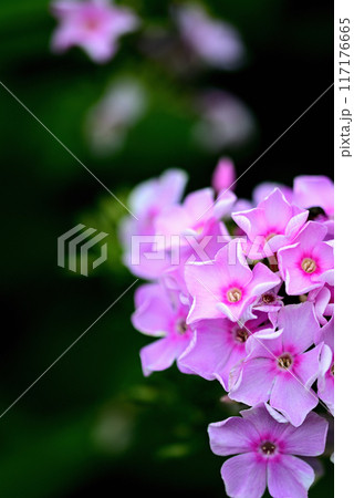 キキョウナデシコ フロックス・ドラモンディ ピンク色の花 キキョウナデシコ フロックス・ドラモンディ ピンク色の花 117176665