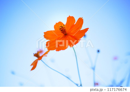 青空に向かって咲くコスモス 117176674