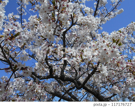枝一杯に咲く満開の桜 117176727