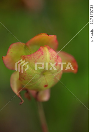 サラセニア・食虫植物の花 サラセニア・食虫植物の花 117176732