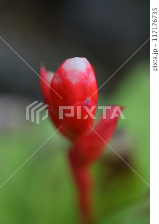 エクメアの花の蕾 エクメアの花の蕾 117176735