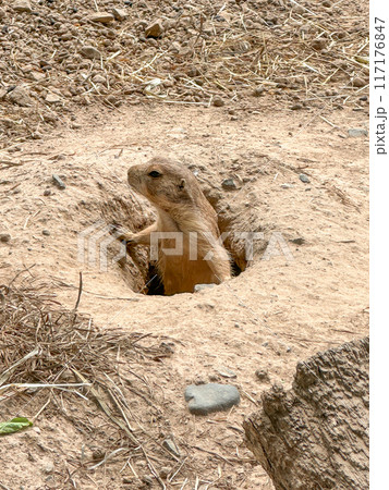 Prairie dogs out of their holes watching for food 117176847