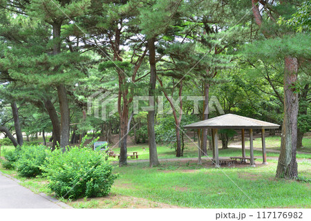 国営ひたち海浜公園　2023-8-12　＃22 117176982