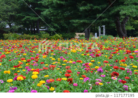 国営ひたち海浜公園 2023-8-12 #31 国営ひたち海浜公園 2023-8-12 #31 117177195