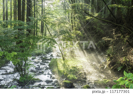 富士宮市から富士山の伏流水に差し込む光芒 富士宮市から富士山の伏流水に差し込む光芒 117177301