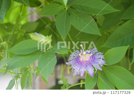 トケイソウ 117177326