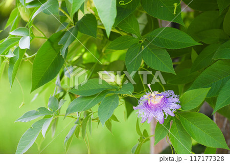 トケイソウ 117177328