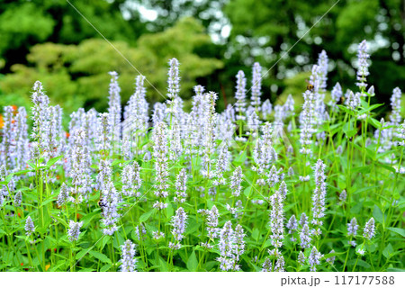 アニスヒソップ カワミドリ 白色の花 117177588