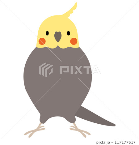 オカメインコ オカメインコ 117177617