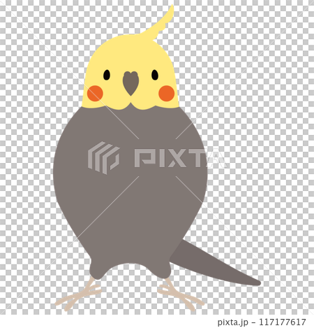 玄鳳鸚鵡 117177617