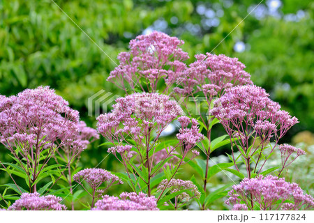 ヘンプアグリモニーの花 ヘンプアグリモニーの花 117177824