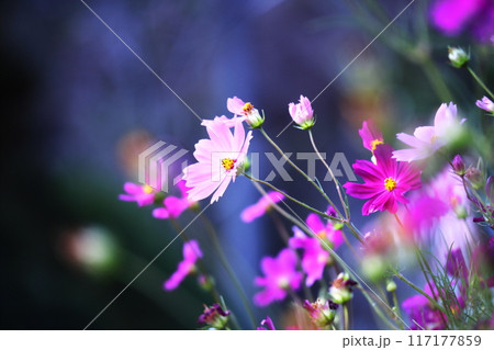 コスモスの花のある風景 コスモスの花のある風景 117177859